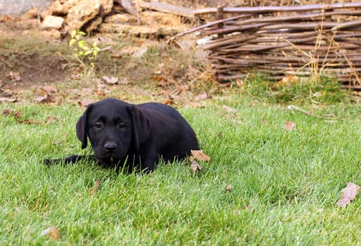 nice black labrador puppy playing in green grass in autumn