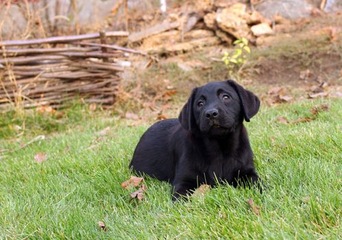 little nice black labrador puppy playing in green grass in autumn