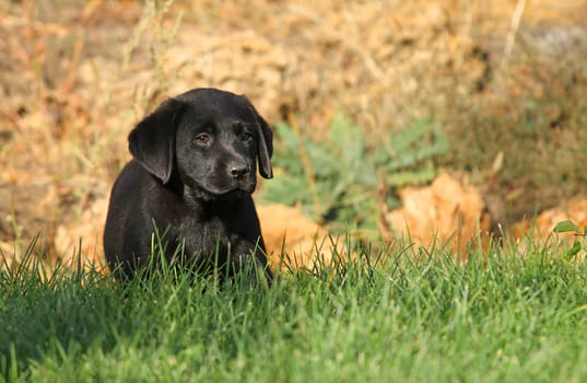 the nice black labrador puppy playing in green grass in autumn