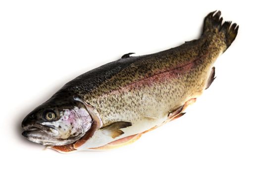Fresh Salmon trout  isolated