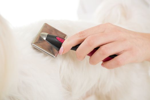 Woman's hand grooming maltese dog. Close-up