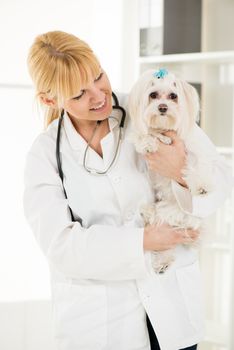 Young female veterinary holding a maltese dog at the doctor's office