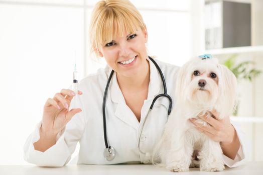 Young female veterinary vaccinating a maltese dog at the doctor's office