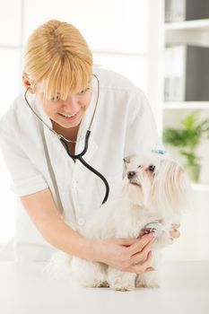 Young female veterinary examining a maltese dog at the doctor's office