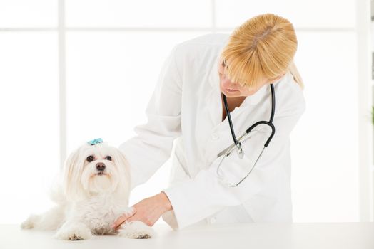 Young female veterinary holding a maltese dog at the doctor's office