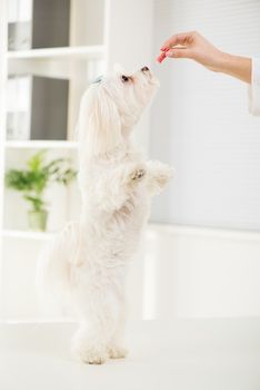 Portrait Maltese dog standing on two legs with delight