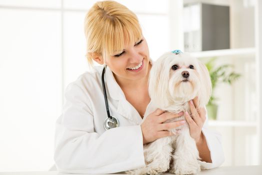 Young female veterinary holding a maltese dog at the doctor's office