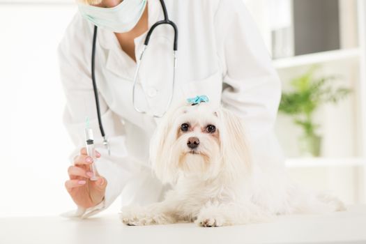 Young female veterinary vaccinating a maltese dog at the doctor's office