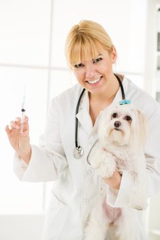 Young female veterinary vaccinating a maltese dog at the doctor's office