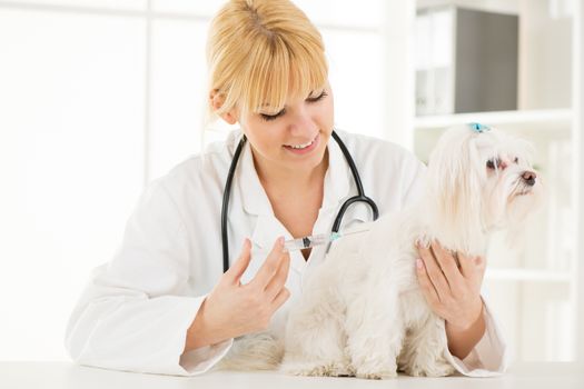 Young female veterinary vaccinating a maltese dog at the doctor's office