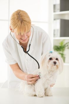 Young female veterinary examining a maltese dog at the doctor's office
