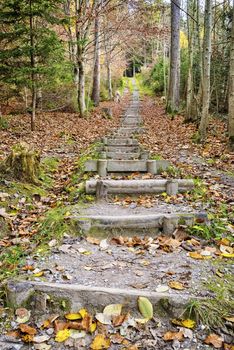 Image of a fitness trail with stairs in a forest in Bavaria, Germany