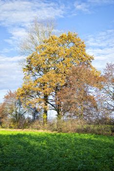 Trees and fields in Bavaria, Germany in autumn