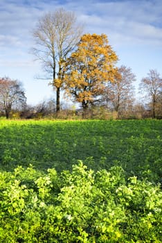 Trees and fields in Bavaria, Germany in autumn