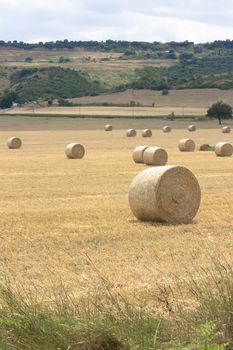 Bales of hay in a field