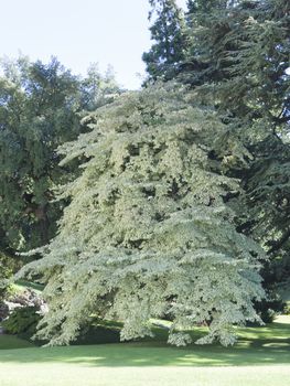 Tree at Villa Melzi - Lake Como