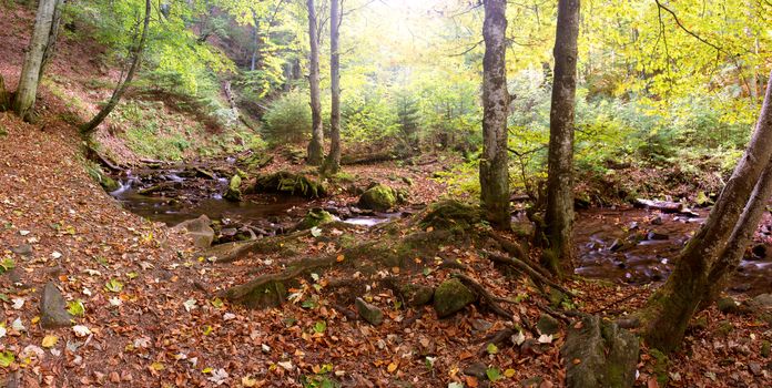 autumn landscape with river in forest