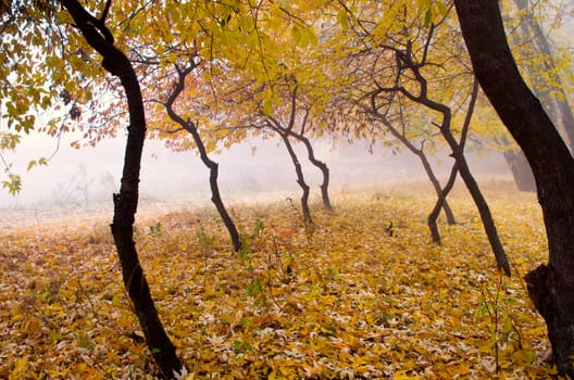 Foggy autumn morning in the city park