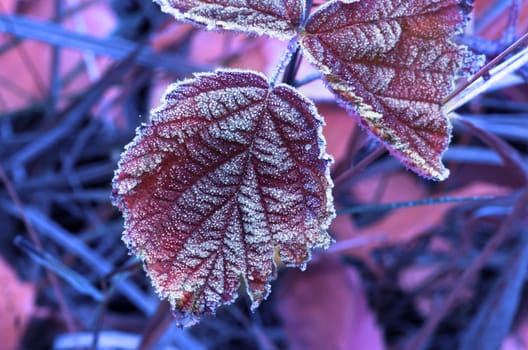 frozen autumn leafs- abstract natural background