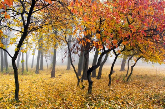 Foggy autumn morning in the city park