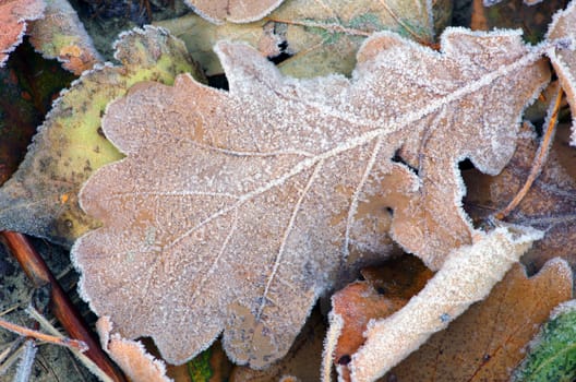 frozen autumn leafs- abstract natural background