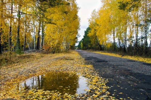 Pathway through the autumn forest