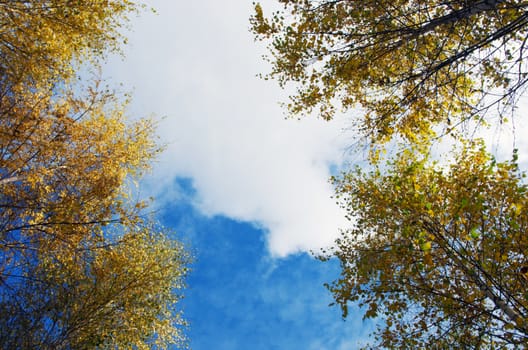 Autumn trees in a forest and clear blue sky with sun