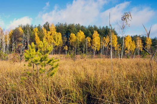 Autumn Landscape. Park in Autumn. The bright colors of autumn in the park by the lake.