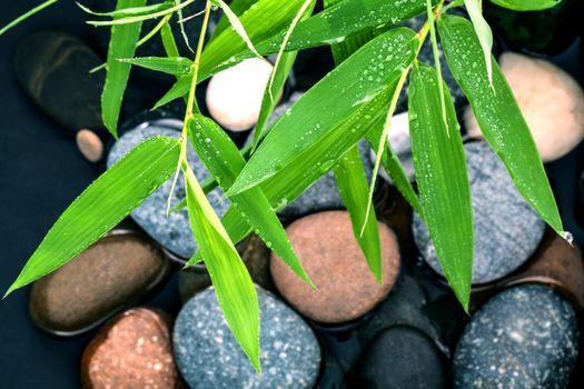 The River Stones spa treatment scene and bamboo leaves with raindrop zen like concepts.