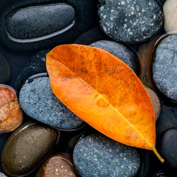 Autumn ,fall and zen like concepts orange leave fall on river stone .
