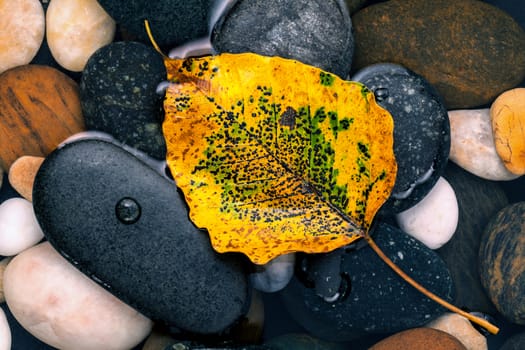 The yellow bodhi  leaves falling on river stone zen , peaceful, meditation concepts .