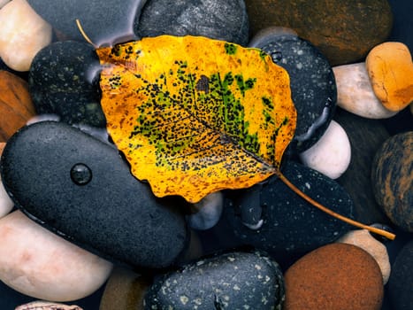 The yellow bodhi  leaves falling on river stone zen , peaceful, meditation concepts .