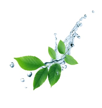 Ecology symbol. Nice twig with green leaves and water drops on white background