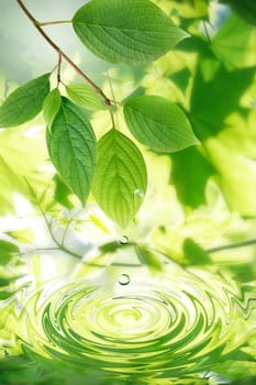 Ecology symbol. Nice twig with green leaves above water