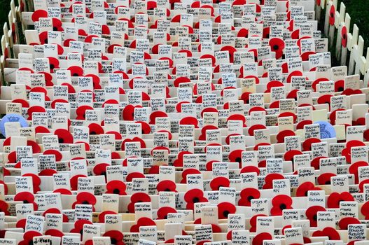 Poppies,crosses and names of those killed in wars