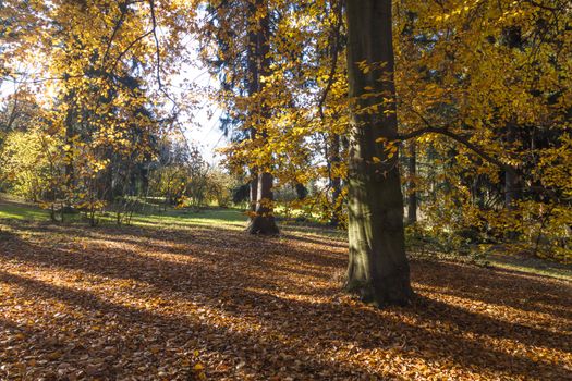 The leafy forest in the morning sunshine