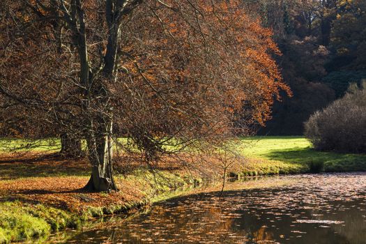 The leafy tree in the morning sunshine and the Pond