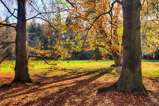 The leafy forest in the morning sunshine