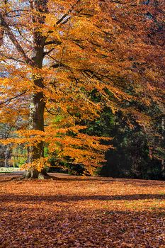 The leafy forest in the morning sunshine