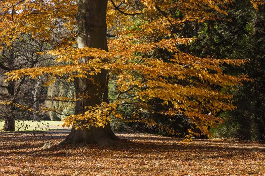 The leafy forest in the morning sunshine