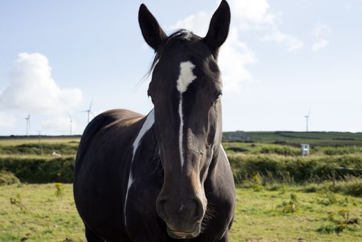 horse in a field near to windmills in county kerry ireland