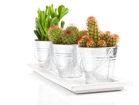 cactuses on white background