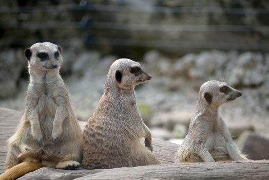 meerkats in fota wildlife park near cobh county cork ireland