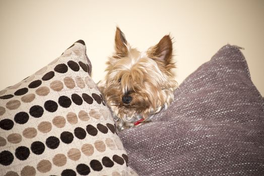 young mini yorkie dog looking out between the cushions