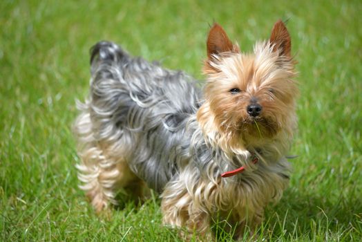 young mini yorkie dog on the green grass