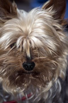 young mini yorkie dog portrait