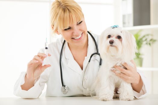 Young female veterinary vaccinating a maltese dog at the doctor's office