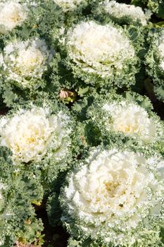 Close up image of Lettuce in Farm