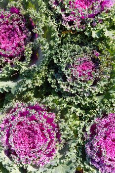 Close up image of Lettuce in Farm