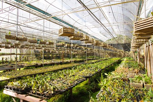 Orchid Plant Nursery
